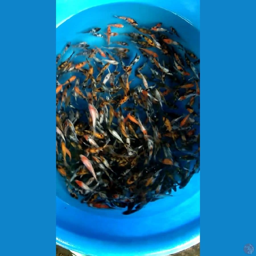 benih sowa siro size 6cm sampai 10cm