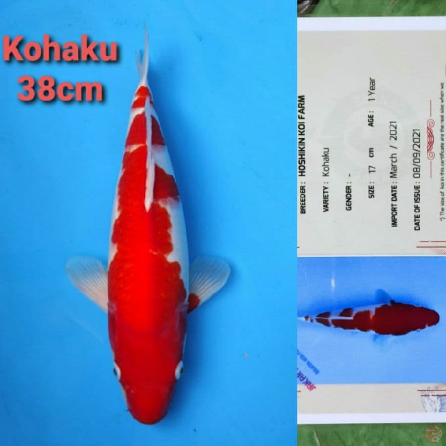 MARUHIRO KOHAKU 38CM SERTI