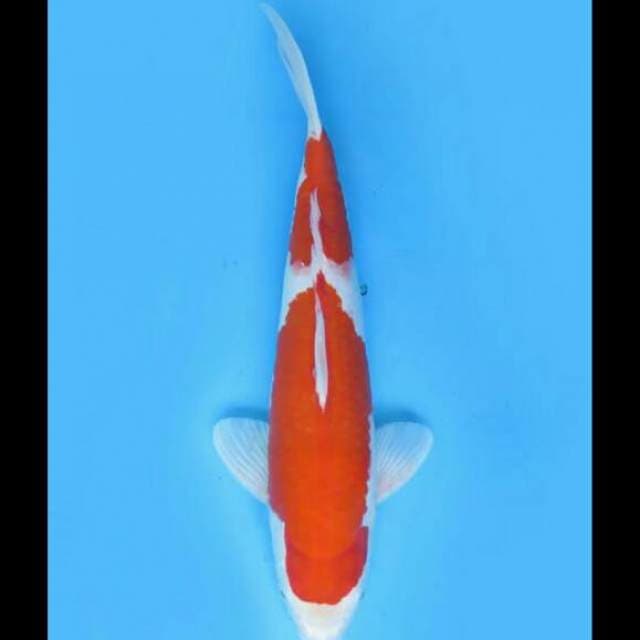 40cm Male - Kohaku Nidan F1