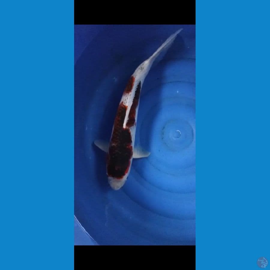 BUDHOGOROMO JUMBO