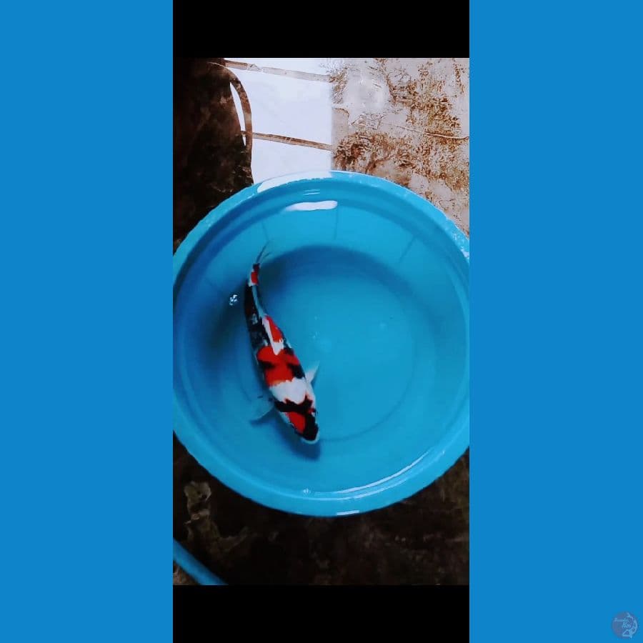 Showa 35CM
