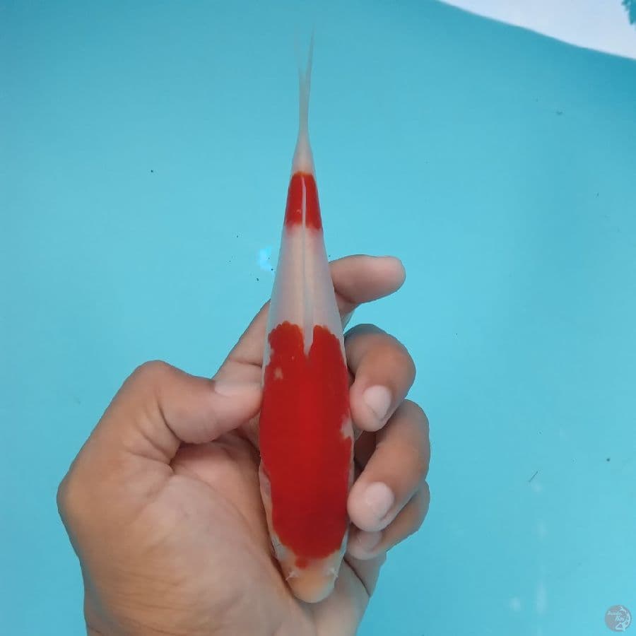 KANZEN - KOHAKU A 16CM