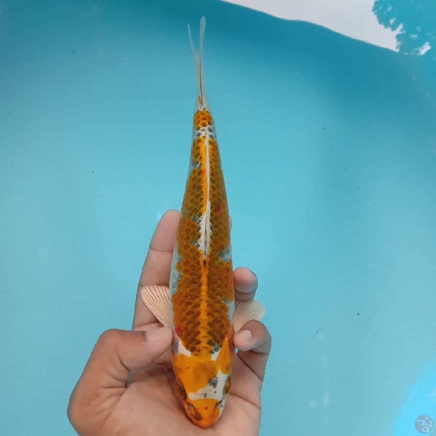 KANZEN - KUJAKU 22CM