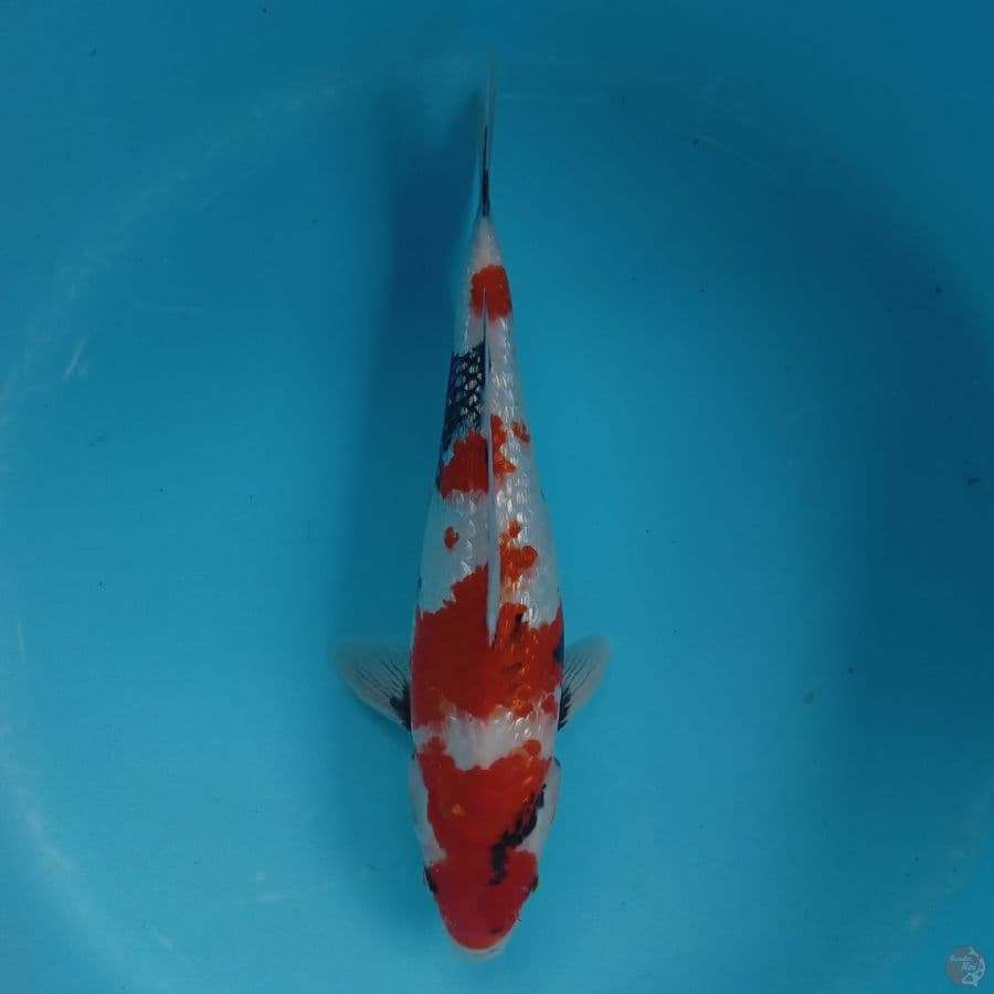 KANZEN - SHOWA GINRIN A 38CM