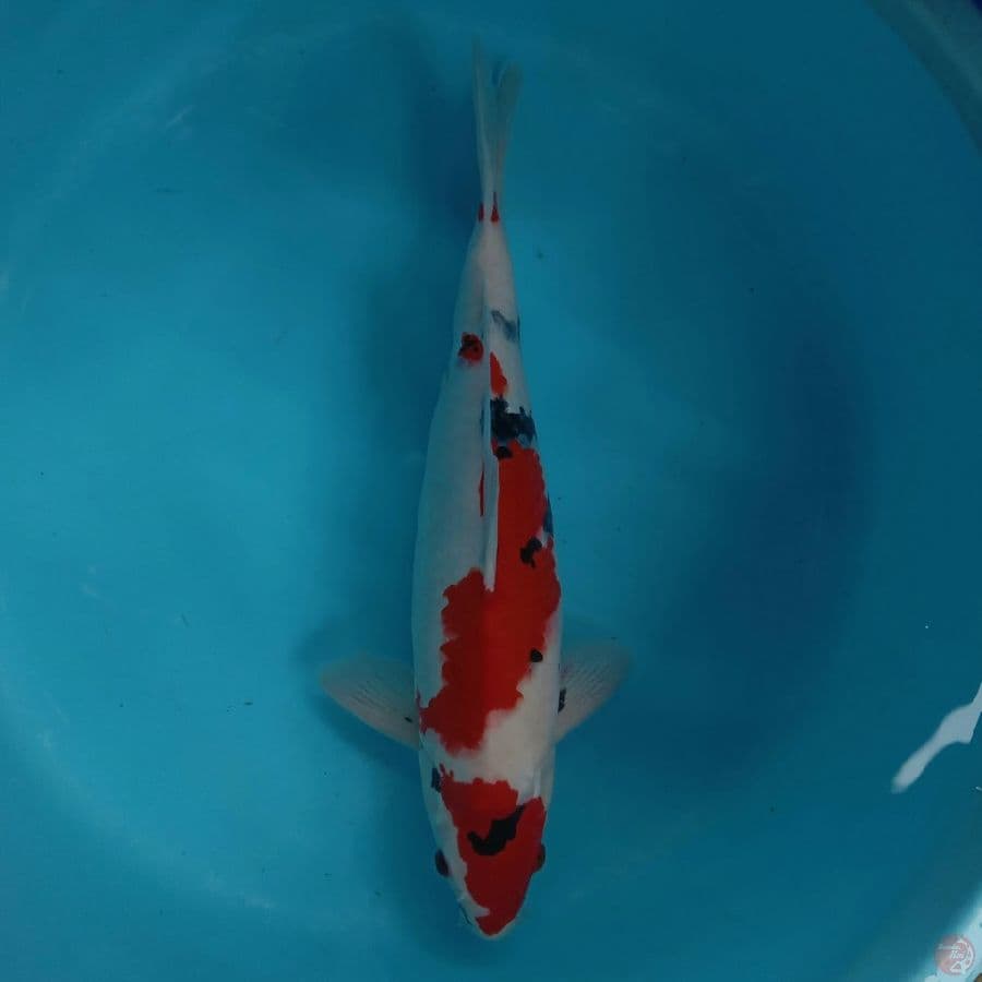 KANZEN - SHOWA 44CM