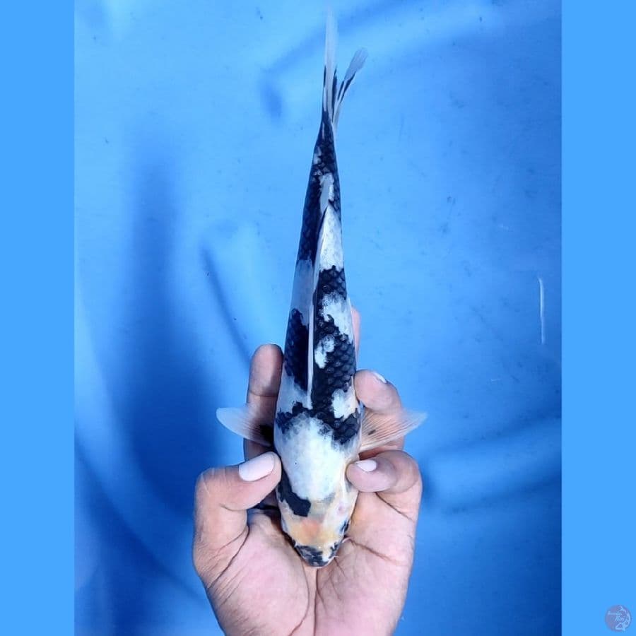 24CM # SHIRO - M