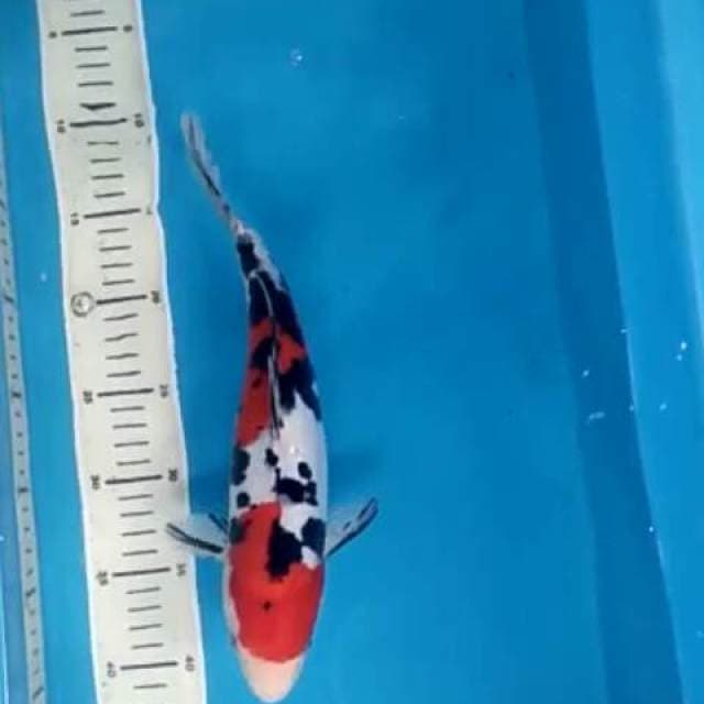 Sanke Doitsu 30 cm