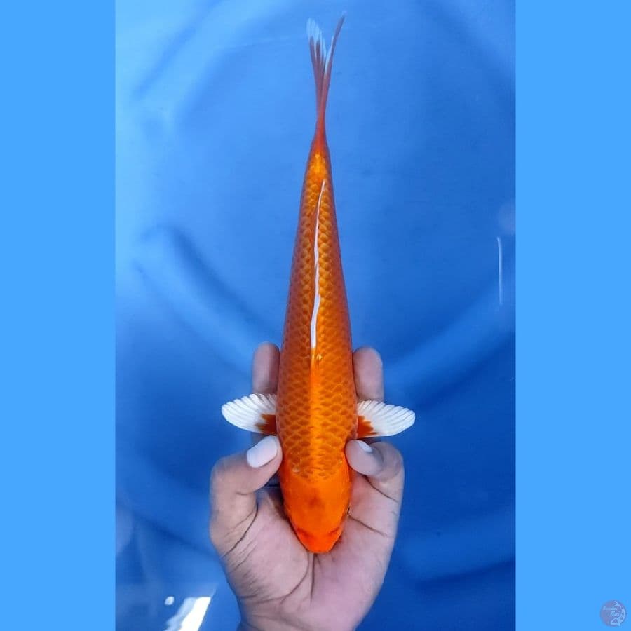 27CM # ORENJI - F