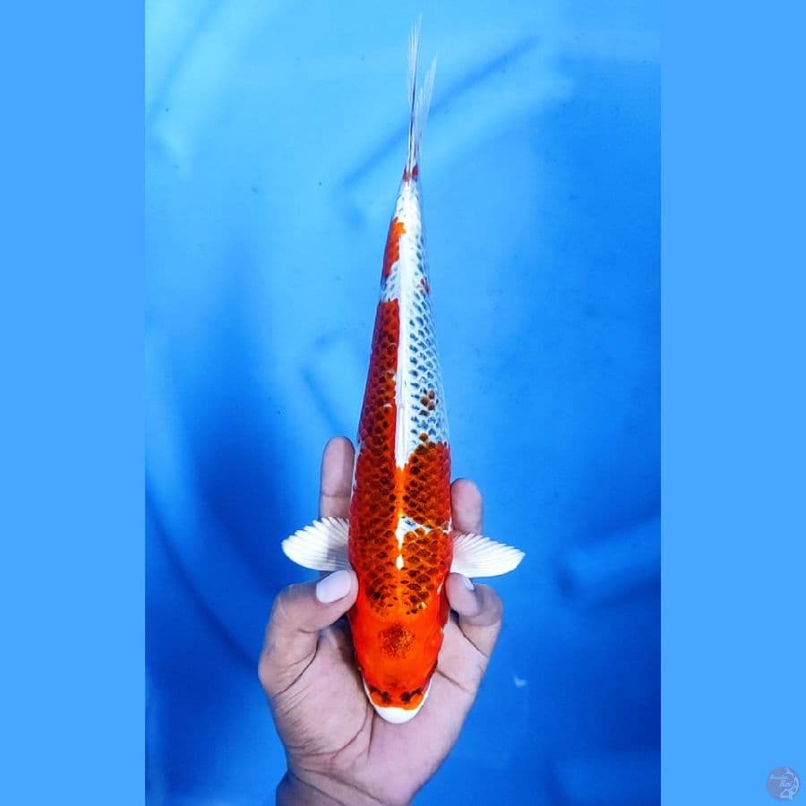 30CM # KUJAKU FULL HIKARI - F
