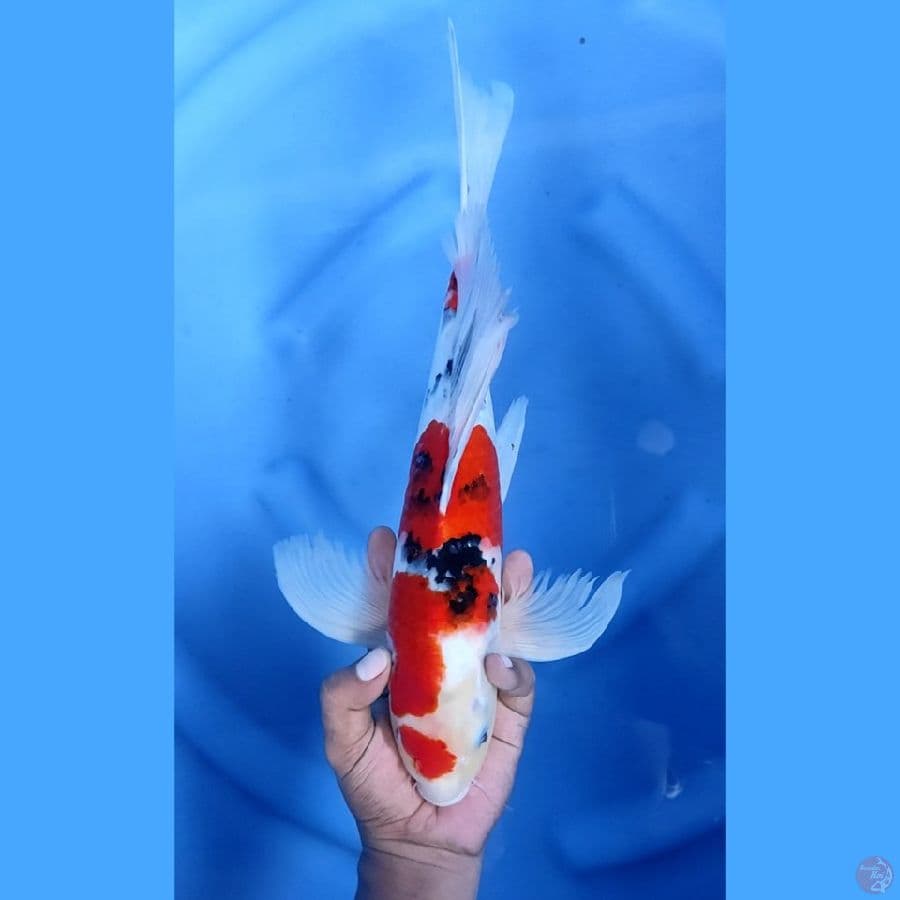 40BU / 39CM # KUMPAY SANKE - M