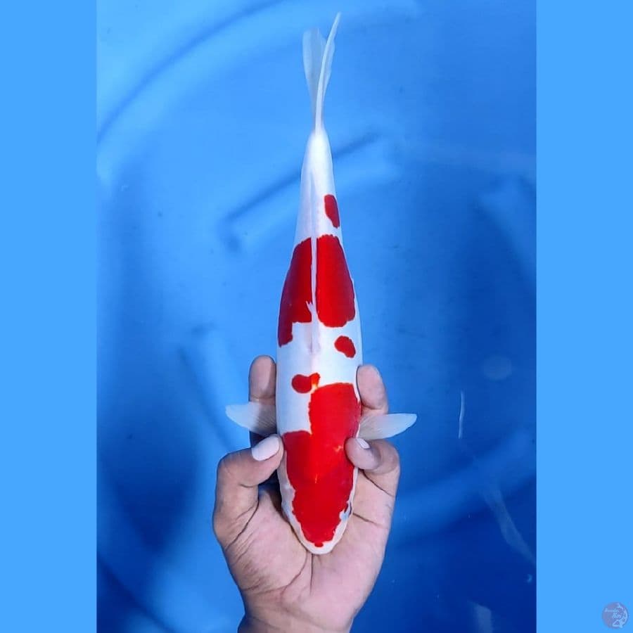 29CM # KOHAKU DOITSU MURNI - F