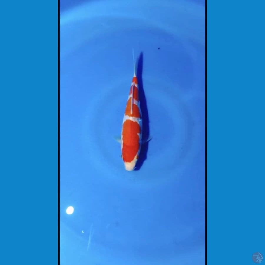 KUHAKU 23 cm