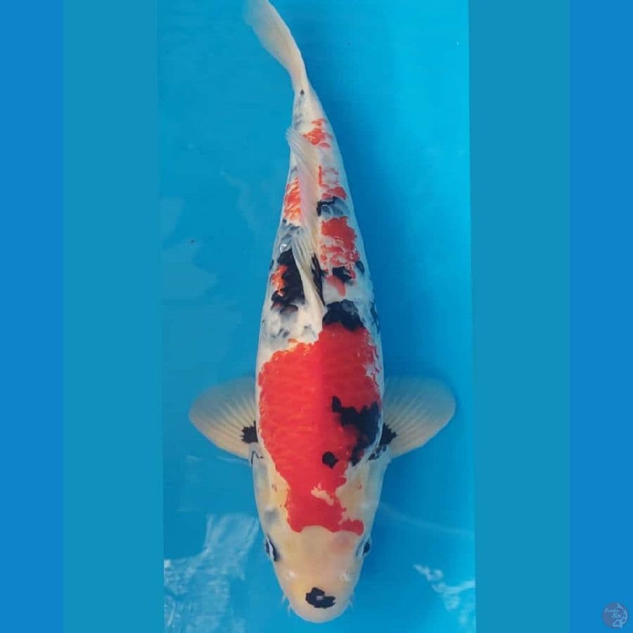 Showa HQ 50 CM