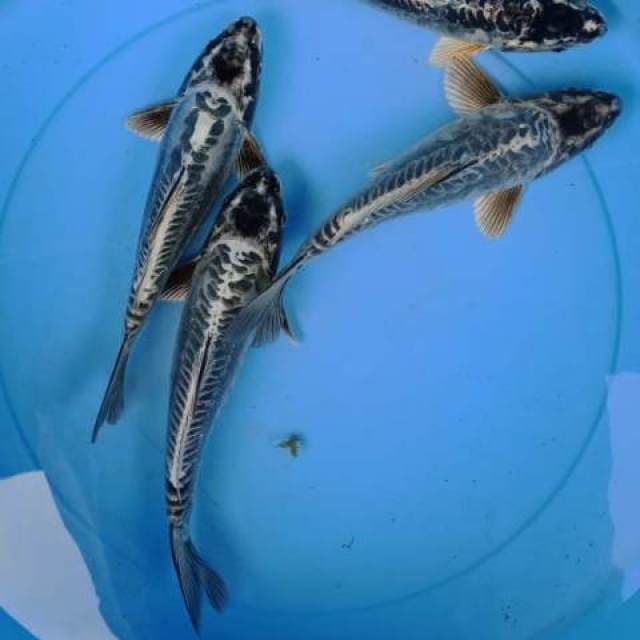 Kiko ring bagus