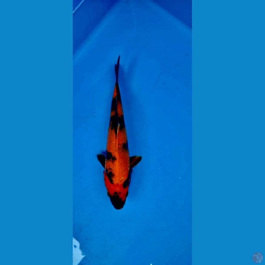 Hi Utsuri HQ 22cm tembus perut~ female