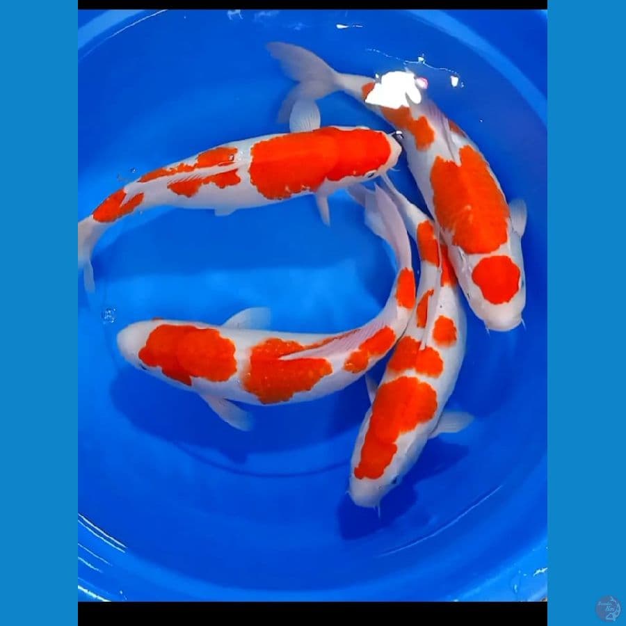 PAKET JUMBOAN KOHAKU 40_41_41_42 CM