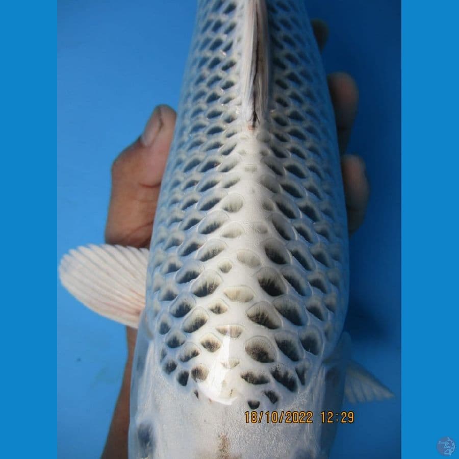 MKC KOI GRUB