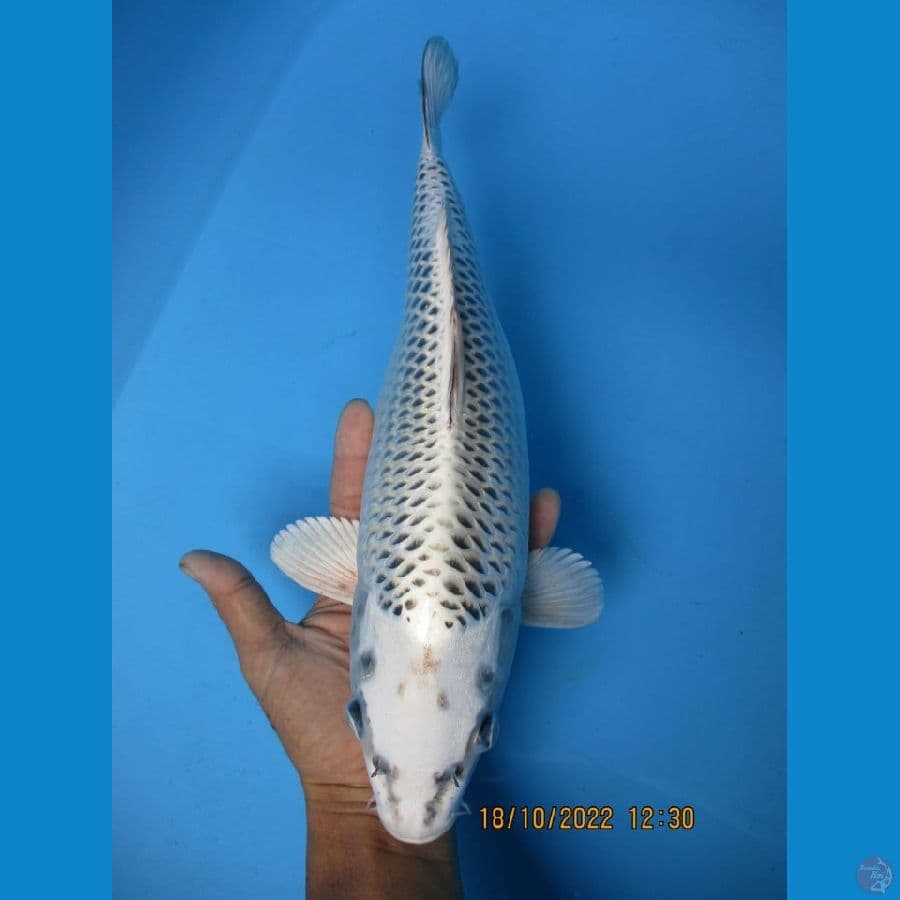 MKC KOI GRUB