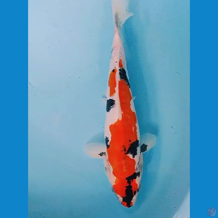 DOitsu showa 32 cm