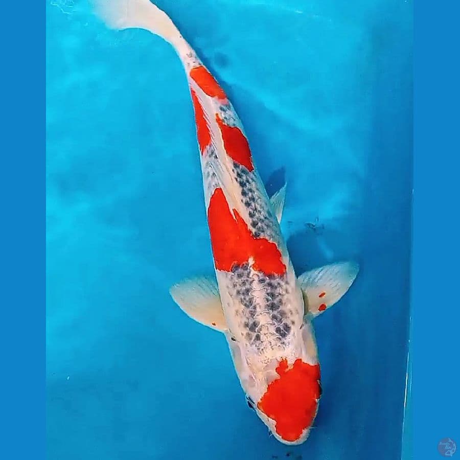 strong goshiki male 37 cm