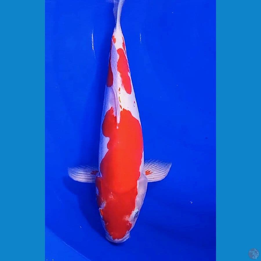 deep red doit kohaku male 34 cm