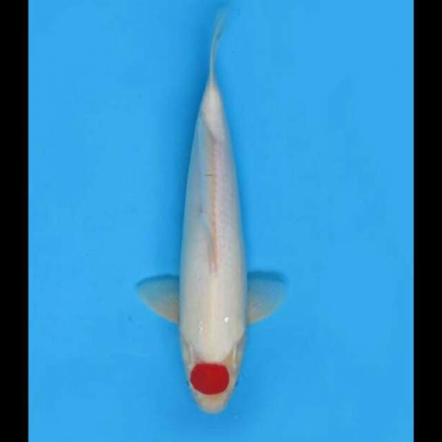 33cm Male - Tancho Kohaku