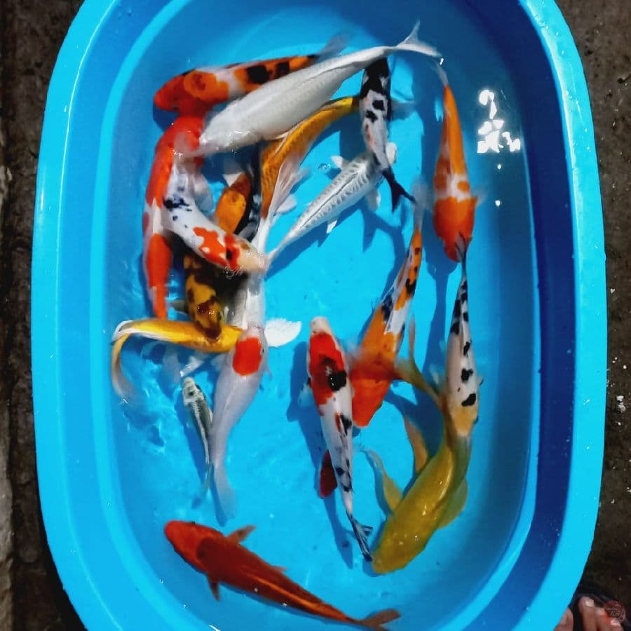 Mix Koi 13-32BU
