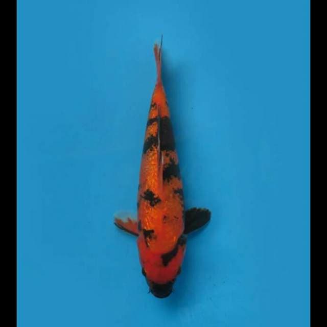 35bu Female - Hi Utsuri Ginrin Hq