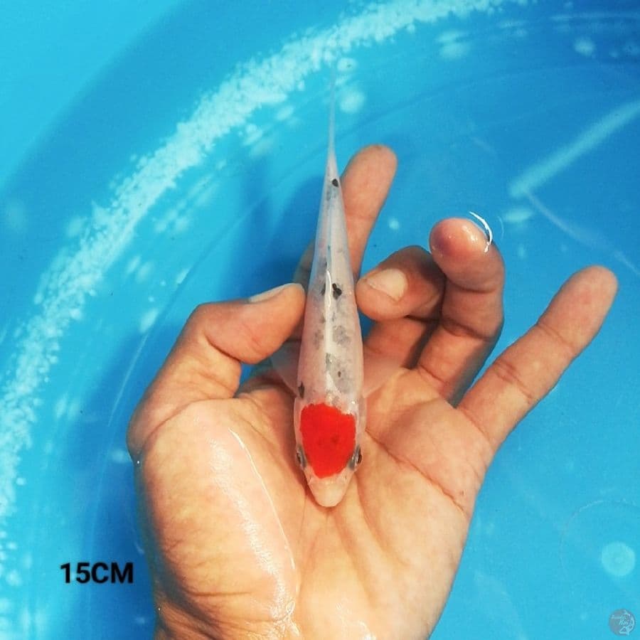 MN 2 - Tancho Sanke 15CM