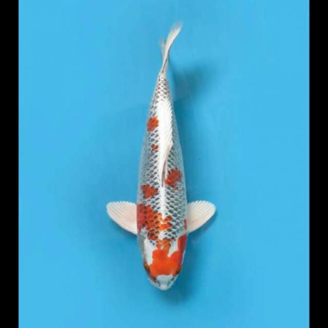30cm - F1 Male Kujaku