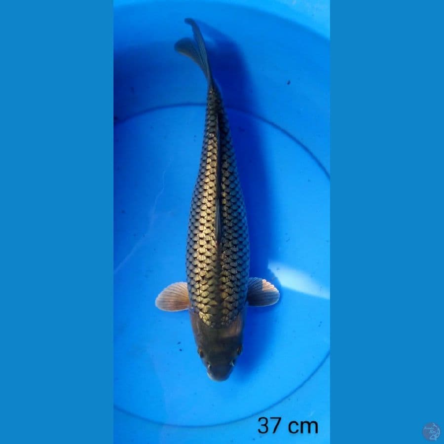 black diamond super ginrin 37 cm