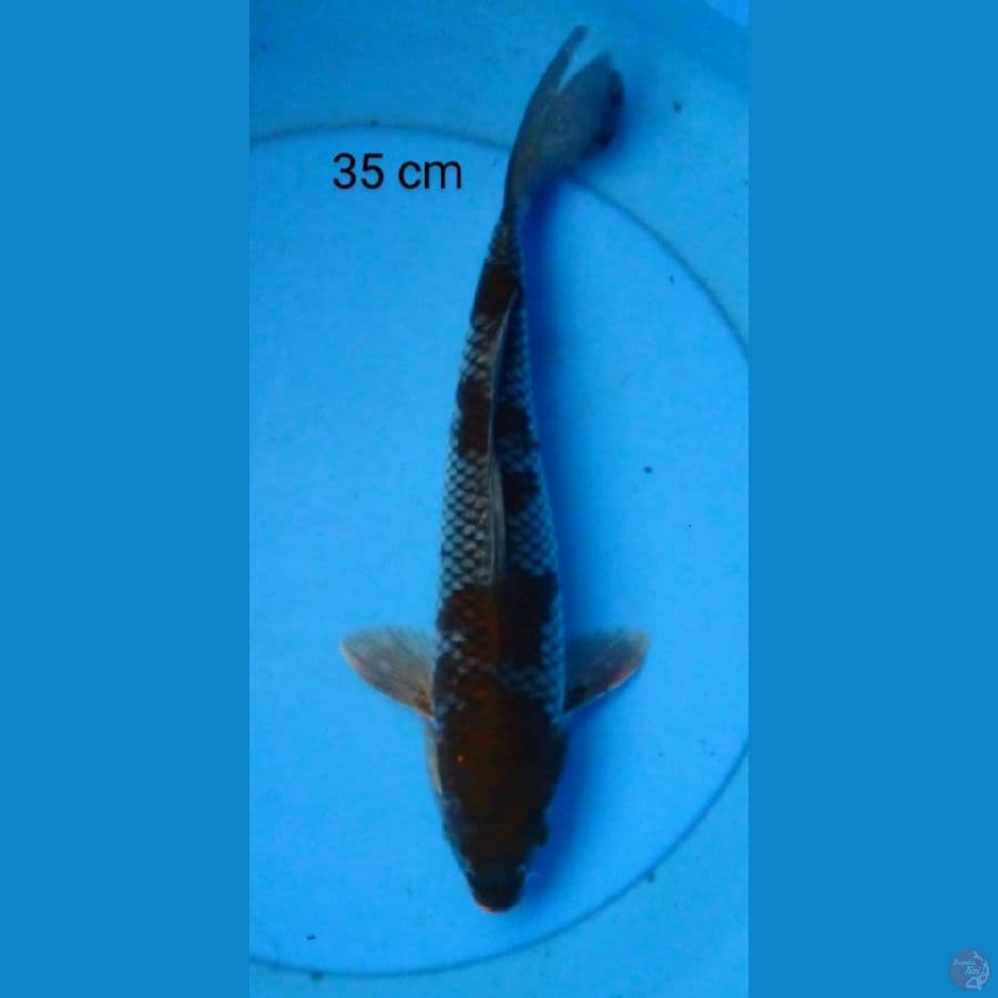 ochiba male 35 cm