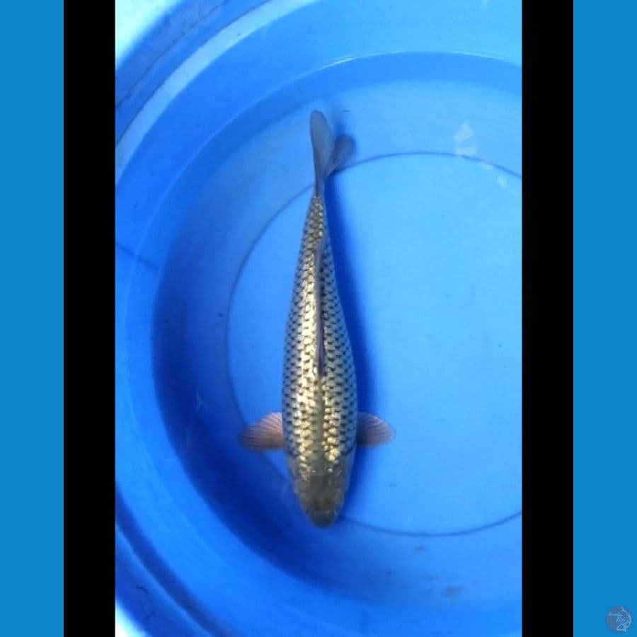 Blackdiamond 37 cm bulky
