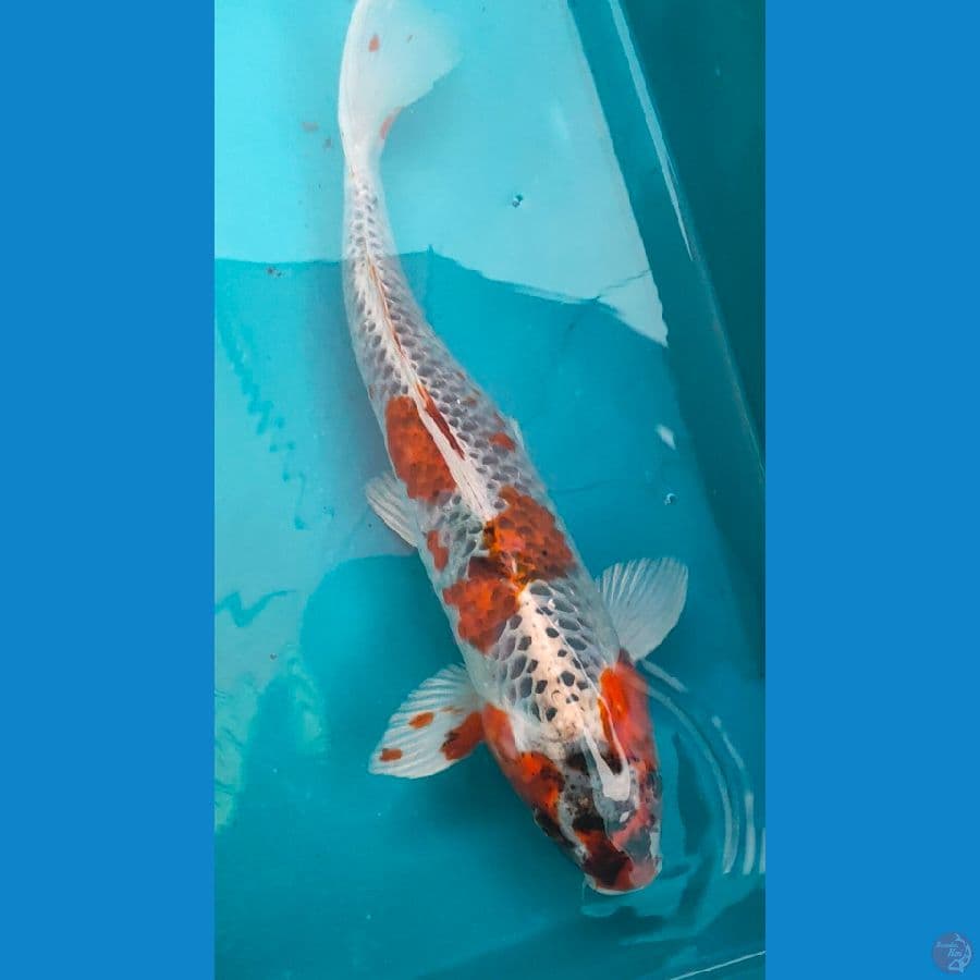 kujaju 45cm