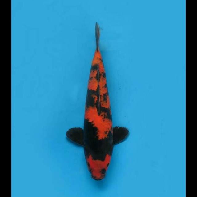 37cm Male - Hi Utsuri F1