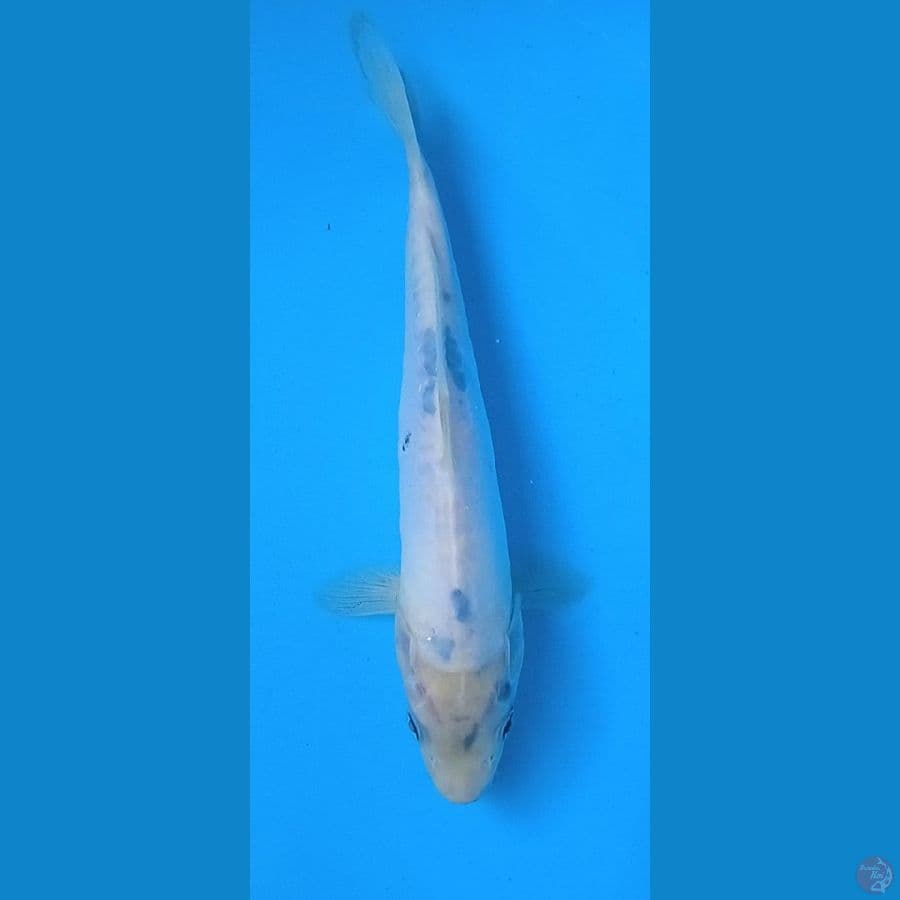 bekko tategoi doitshu : 27 cm