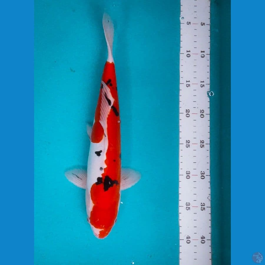 sanke doit halus 32cm