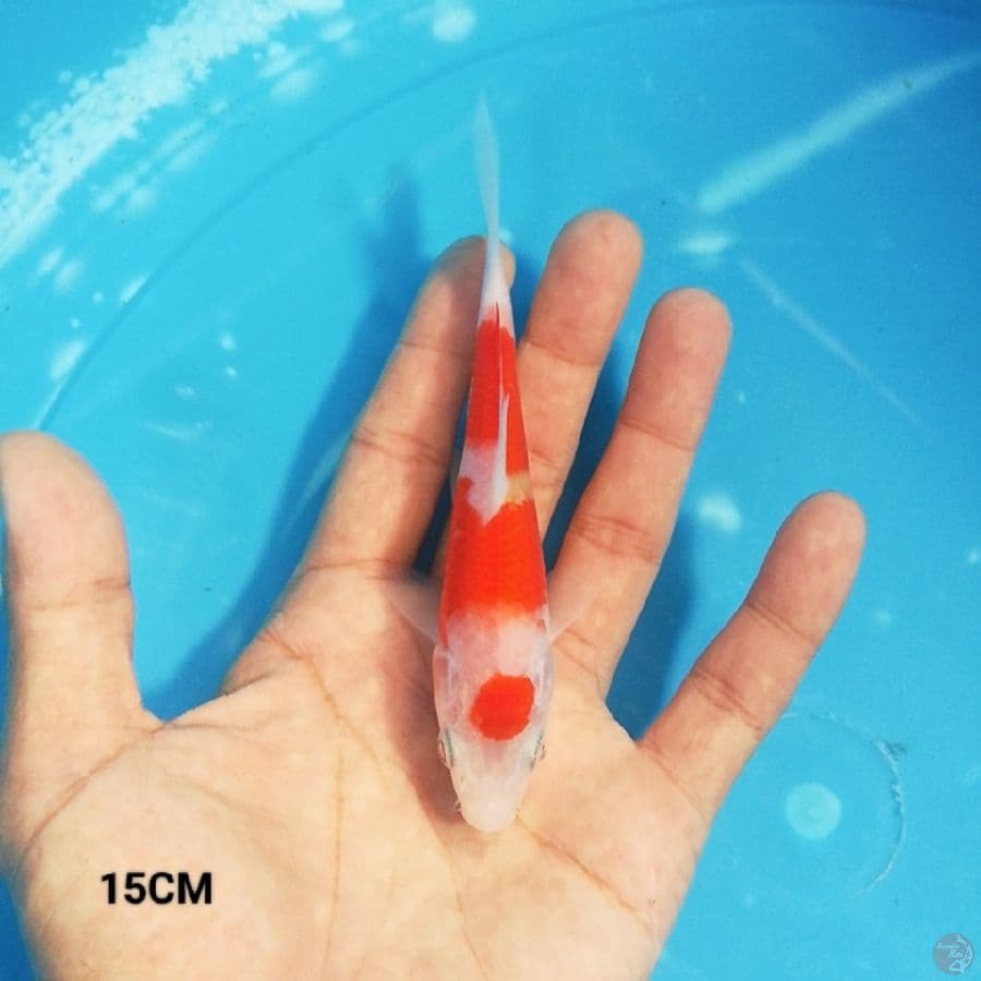 MN 5 - Maruten Kohaku 15CM