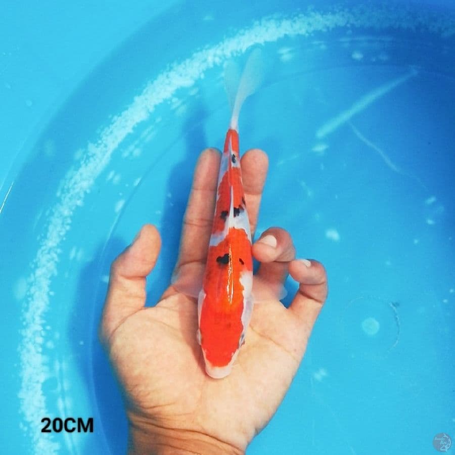 MN 6 - Sankis 20CM