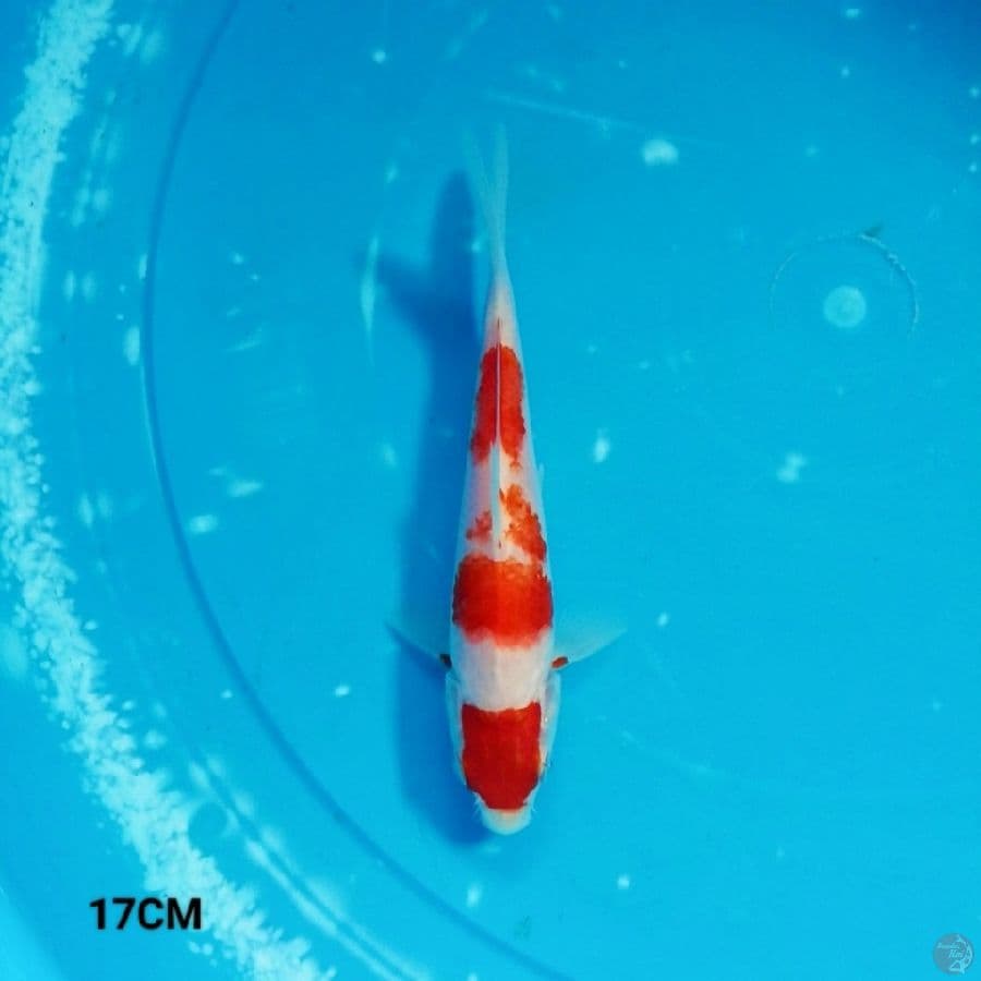 MN 8 - Kohaku 17CM