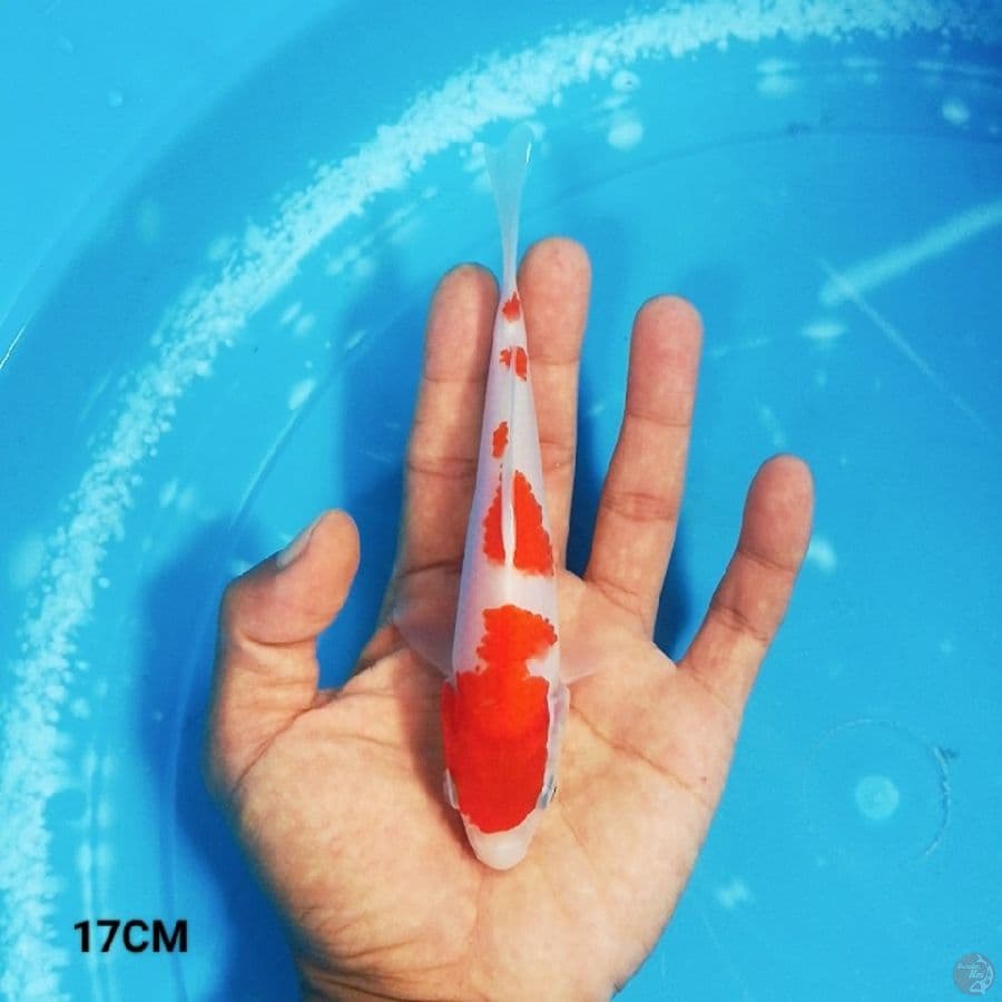 MN 12 - Kohaku 17CM