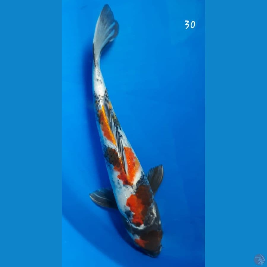 Showa 30cm