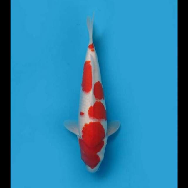 40cm Female - F1 Kohaku Original Hq