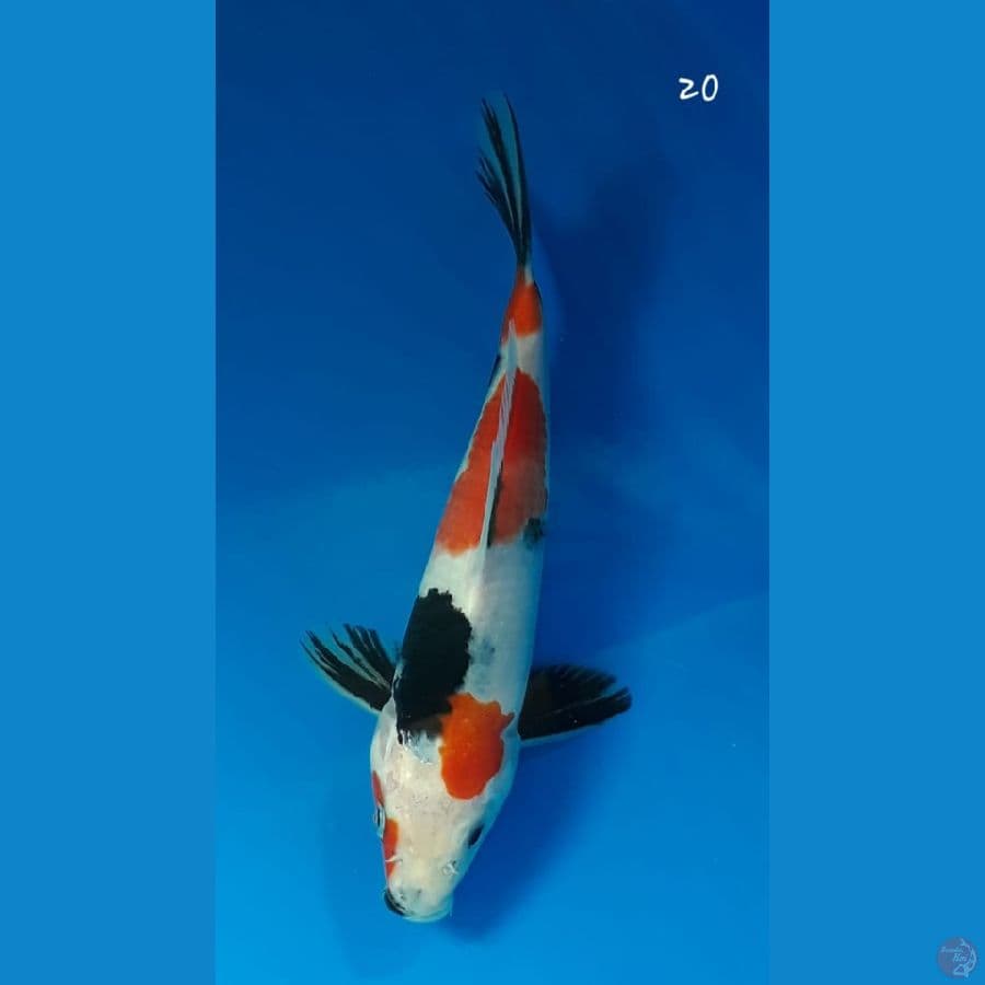 Showa 20cm