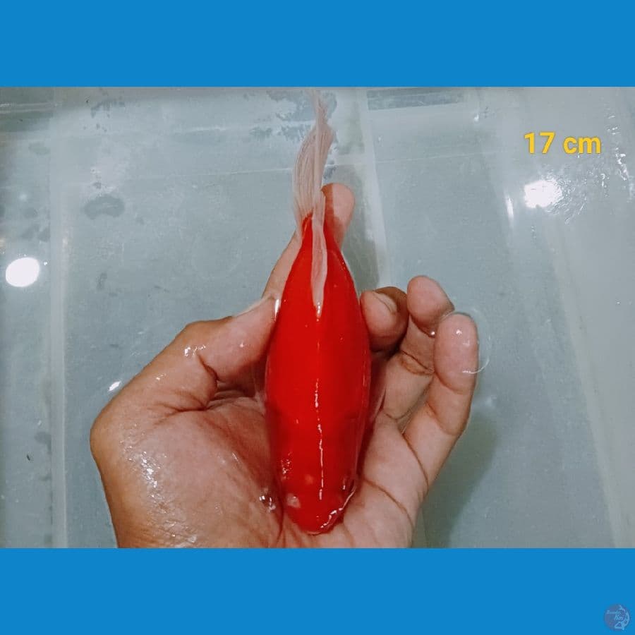 Tamasaba 17 cm