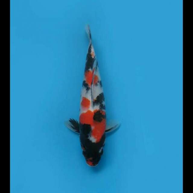 28cm Female - Showa Sanshoku Hq