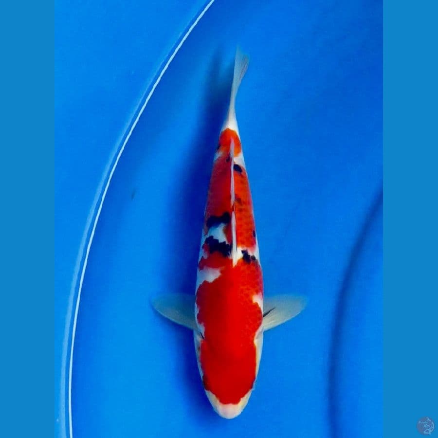 red sanke 27cm