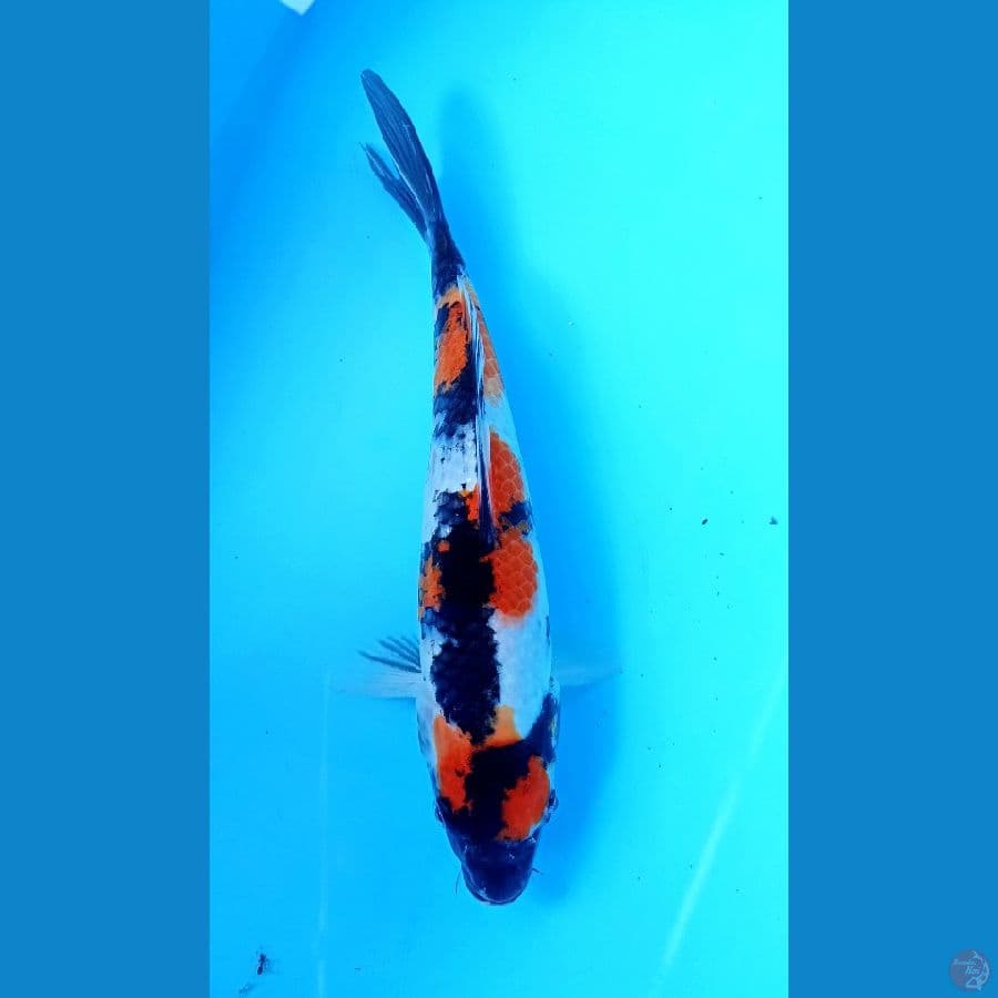 Showa 27cm
