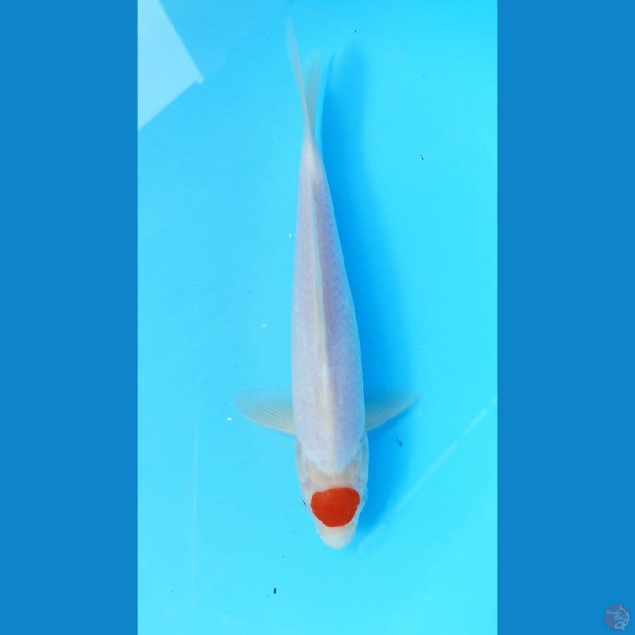 Tancho m 25cm