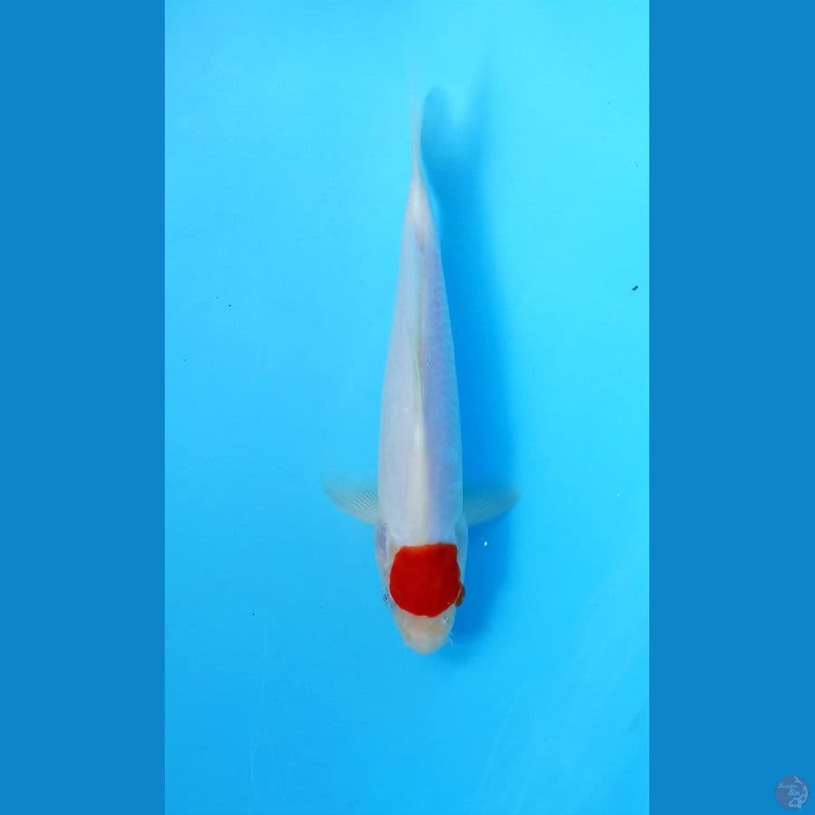 Tancho 23cm